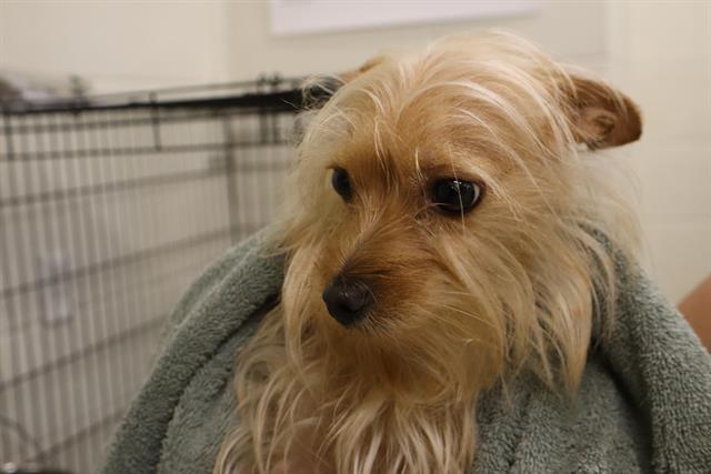 Shelter Stray Female Dog last seen Near BLOCK HUMANE LN, Columbia, SC 29209