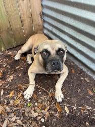 Shelter Stray Male Dog last seen Near BLOCK NW 61ST ST, Doral, FL 33122