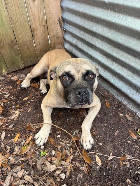 Shelter Stray Male Dog last seen Near BLOCK NW 61ST ST, Doral, FL 33122
