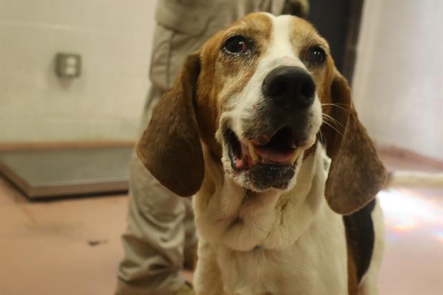 Shelter Stray Male Dog last seen Near BLOCK SERPENTINE RD, Columbia, SC 29209