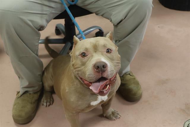 Shelter Stray Male Dog last seen Near BLOCK ROSECLIFF CIRCLE, Columbia, SC 29209