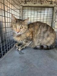Shelter Stray Female Cat last seen Near BLOCK S MERIDIAN AVE, WICHITA KS 67217, Wichita, KS 67219