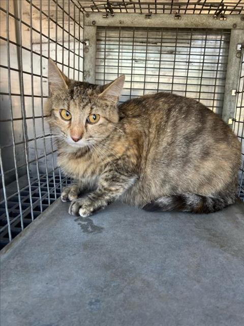 Shelter Stray Female Cat last seen Near BLOCK S MERIDIAN AVE, WICHITA KS 67217, Wichita, KS 67219