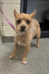 Shelter Stray Male Dog last seen Near BLOCK S 3200 W, TAYLORSVILLE UT 84129, Salt Lake City, UT 84120