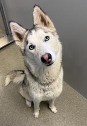 Shelter Stray Female Dog last seen Near BLOCK S 3200 W, WEST VALLEY CITY UT 84119, Salt Lake City, UT 84120