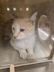 Shelter Stray Male Cat last seen Near BLOCK W 3800, Salt Lake City, UT 84120
