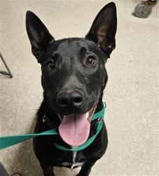 Shelter Stray Male Dog last seen Near BLOCK IRENE ST, BAKERSFIELD CA 93305, Bakersfield, CA 93308