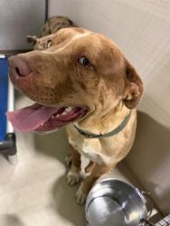 Shelter Stray Male Dog last seen Near BLOCK CARNATION ST, ROSAMOND CA 93560, Bakersfield, CA 93308