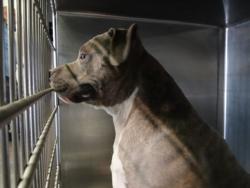Shelter Stray Male Dog last seen , Los Angeles, CA 90047