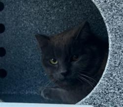 Shelter Stray Unknown Cat last seen Near BLOCK ALMONT AVE, COLORADO SPRINGS CO 80911, Colorado Springs, CO 80905