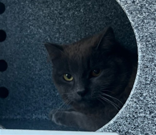 Shelter Stray Unknown Cat last seen Near BLOCK ALMONT AVE, COLORADO SPRINGS CO 80911, Colorado Springs, CO 80905
