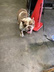 Shelter Stray Female Dog last seen , Los Angeles, CA 90047