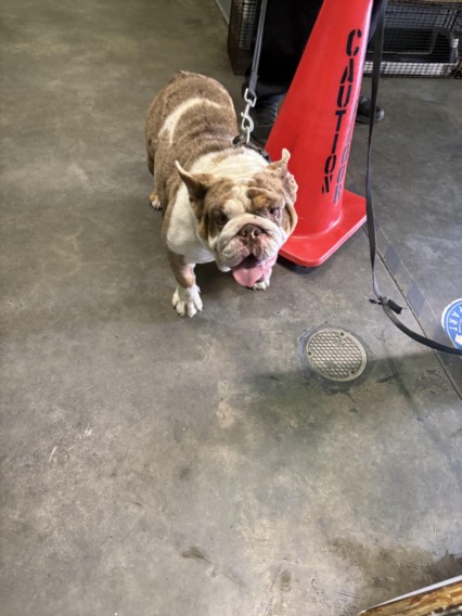 Shelter Stray Female Dog last seen , Los Angeles, CA 90047