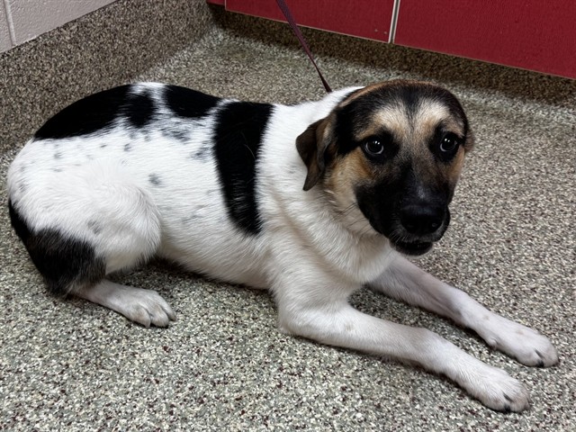 Shelter Stray Male Dog last seen Near BLOCK VINTAGE DR, COLORADO SPRINGS CO 80920, Colorado Springs, CO 80905
