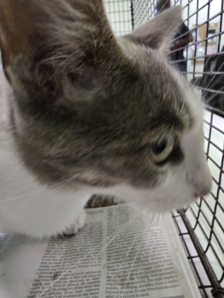Shelter Stray Female Cat last seen , Los Angeles, CA 90047