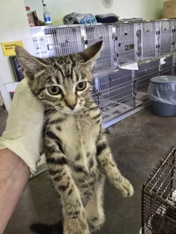 Shelter Stray Female Cat last seen , Los Angeles, CA 90047