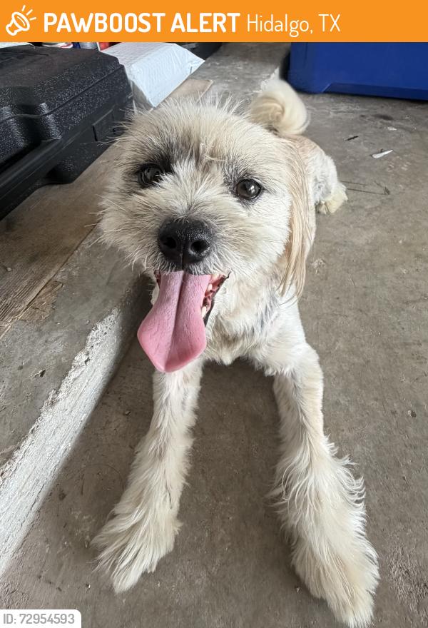 Found/Stray Female Dog last seen Near military , Hidalgo, TX 78557