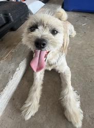 Found/Stray Female Dog last seen Near military , Hidalgo, TX 78557