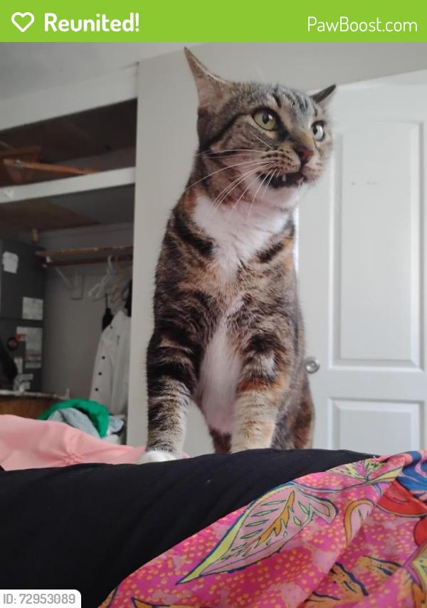 Reunited Female Cat last seen 16th place between 6th and US1, Vero Beach, FL 32960