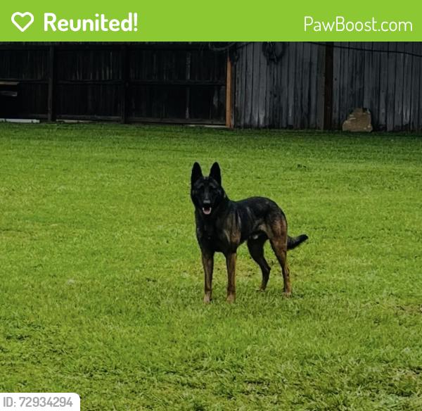 Reunited Male Dog last seen Spanish neddle and wet lake place , Houston, TX 77084