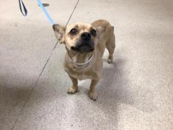 Shelter Stray Female Dog last seen CYPRESS AVE / TYLER ST, RIVERSIDE, CA 92505, Jurupa Valley, CA 92509
