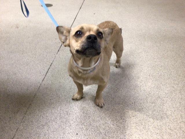 Shelter Stray Female Dog last seen CYPRESS AVE / TYLER ST, RIVERSIDE, CA 92505, Jurupa Valley, CA 92509