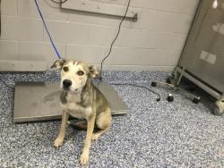 Shelter Stray Female Dog last seen 61ST AVE / MONROE ST, Thousand Palms, CA 92276