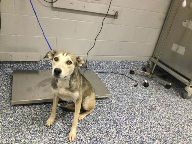 Shelter Stray Female Dog last seen 61ST AVE / MONROE ST, Thousand Palms, CA 92276