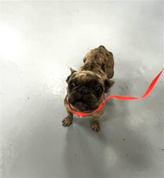 Shelter Stray Female Dog last seen Near BLOCK MADERA ST, HEMET CA 92543, San Jacinto, CA 92582