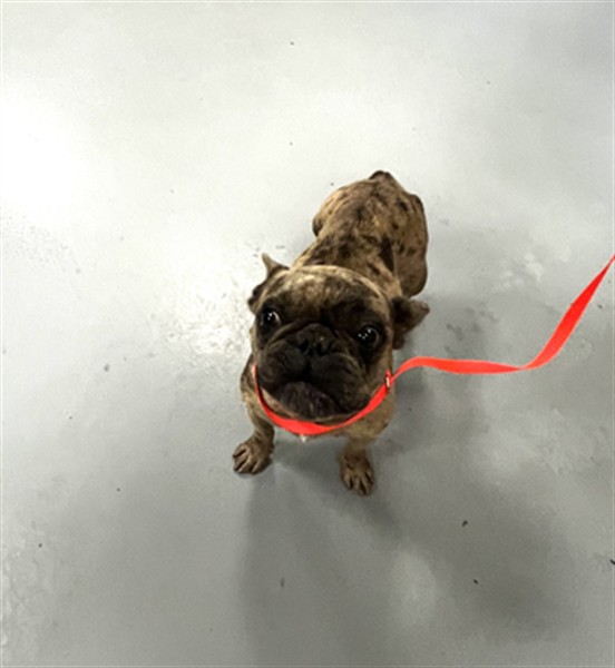 Shelter Stray Female Dog last seen Near BLOCK MADERA ST, HEMET CA 92543, San Jacinto, CA 92582