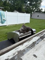 Lost Female Cat last seen Sabraton avenue, Morgantown, WV 26505