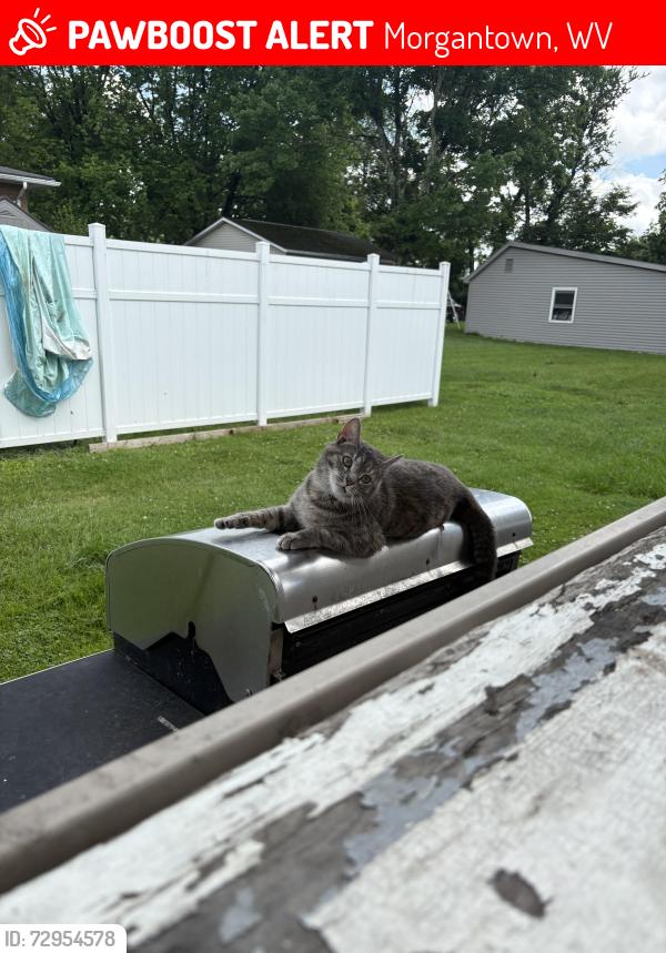 Lost Female Cat last seen Sabraton avenue, Morgantown, WV 26505