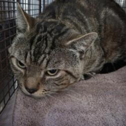 Shelter Stray Male Cat last seen , San Pedro, CA 90731