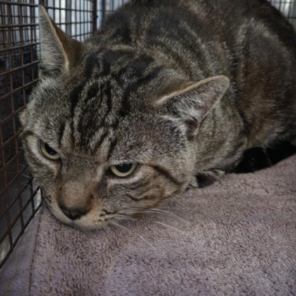 Shelter Stray Male Cat last seen , San Pedro, CA 90731