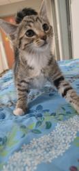 Shelter Stray Female Cat last seen , San Pedro, CA 90731