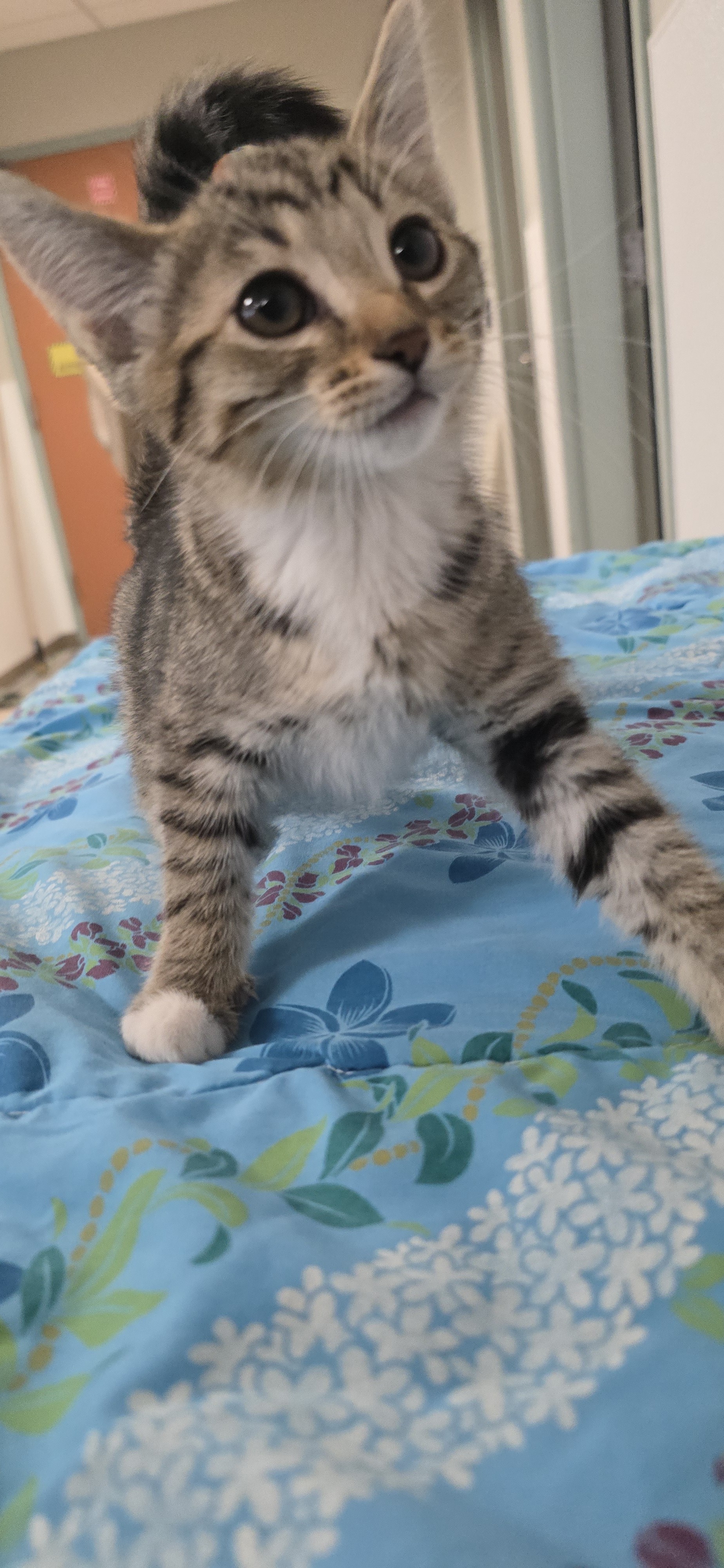 Shelter Stray Female Cat last seen , San Pedro, CA 90731