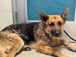 Shelter Stray Male Dog last seen Near BLOCK N PURCELL BLVD, PUEBLO CO 81007, Pueblo, CO 81008