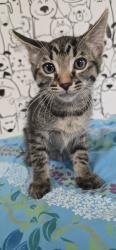 Shelter Stray Male Cat last seen , San Pedro, CA 90731