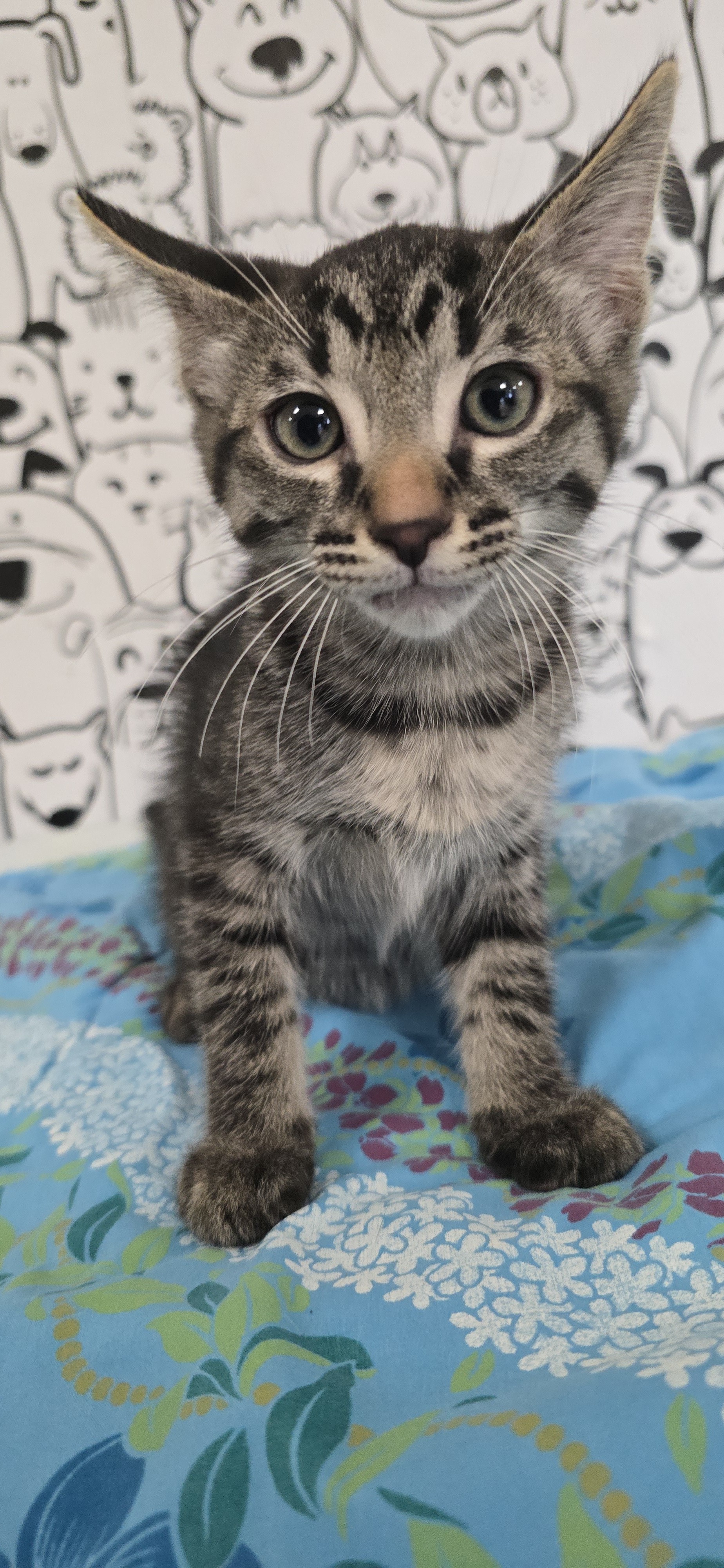 Shelter Stray Male Cat last seen , San Pedro, CA 90731