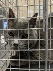 Shelter Stray Female Cat last seen Near BLOCK VISTA DEL RANCHO WAY, NORTH LAS VEGAS NV 89031, Las Vegas, NV 89101