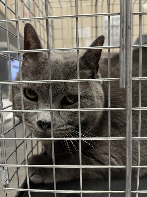 Shelter Stray Female Cat last seen Near BLOCK VISTA DEL RANCHO WAY, NORTH LAS VEGAS NV 89031, Las Vegas, NV 89101