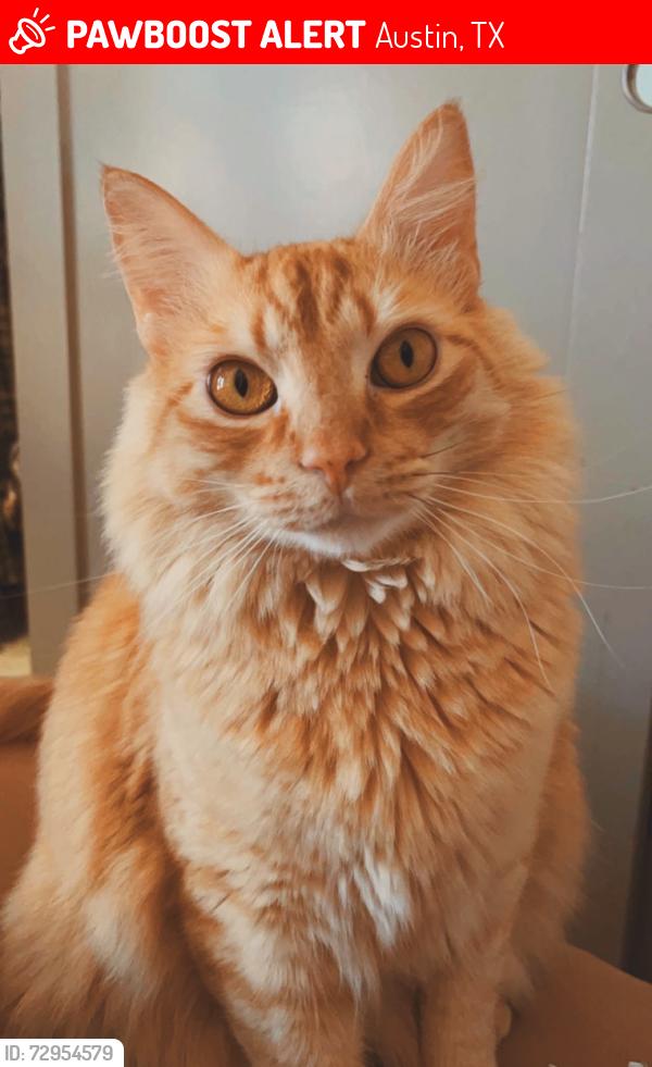 Lost Male Cat last seen Jester Road, Austin, TX 78730