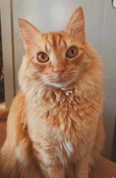 Lost Male Cat last seen Jester Road, Austin, TX 78730