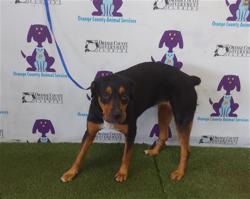 Shelter Stray Female Dog last seen , Orlando, FL 32839
