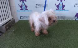 Shelter Stray Female Dog last seen , Orlando, FL 32839