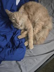 Reunited Male Cat last seen Oak Street and Walnut Street, Alameda, CA 94501