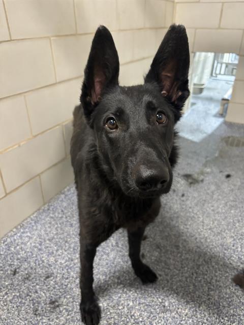 Shelter Stray Female Dog last seen CHARLOTTE, 8315 Byrum Dr, Charlotte, NC 28217, USA