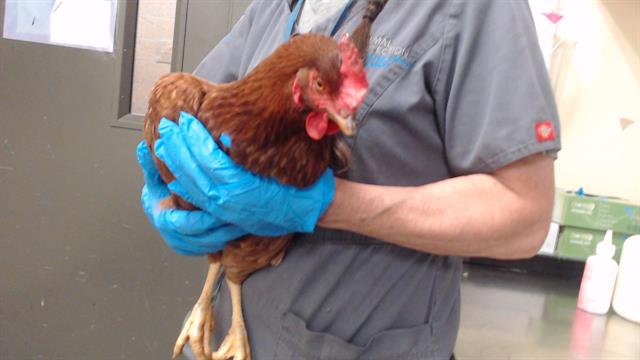 Shelter Stray Female Bird last seen Near BLOCK S ALCOTT ST, DENVER CO 80219, Denver, CO 80223