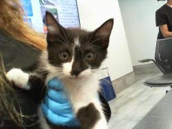 Shelter Stray Female Cat last seen CHARLOTTE, Charlotte, NC 28217