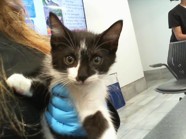 Shelter Stray Female Cat last seen CHARLOTTE, Charlotte, NC 28217